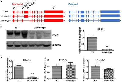 Circadian Rhythms and Sleep Are Dependent Upon Expression Levels of Key Ubiquitin Ligase Ube3a